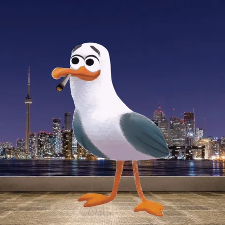 Toronto Seagull